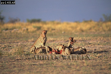 Cheetah, Acinonyx jubatus, cheetah09.jpg 
360 x 243 compressed image 
(76,775 bytes)