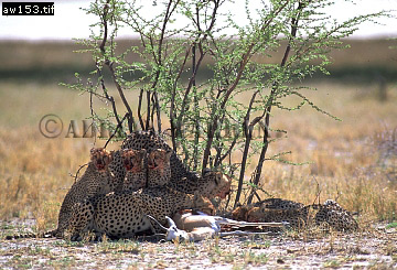 Cheetah, Acinonyx jubatus, cheetah11.jpg 
360 x 245 compressed image 
(110,731 bytes)