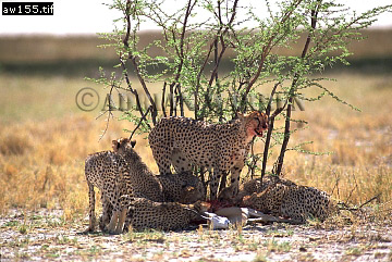 Cheetah, Acinonyx jubatus, cheetah12.jpg 
360 x 241 compressed image 
(110,446 bytes)