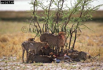 Cheetah, Acinonyx jubatus, cheetah13.jpg 
360 x 244 compressed image 
(109,414 bytes)