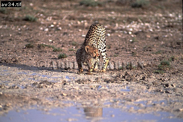 Cheetah, Acinonyx jubatus, cheetah15.jpg 
360 x 240 compressed image 
(95,388 bytes)