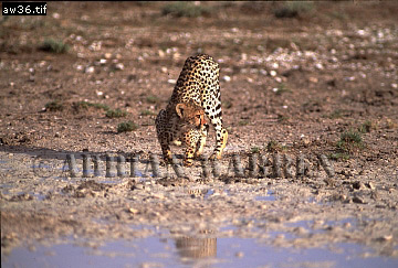 Cheetah, Acinonyx jubatus, cheetah16.jpg 
360 x 243 compressed image 
(97,109 bytes)