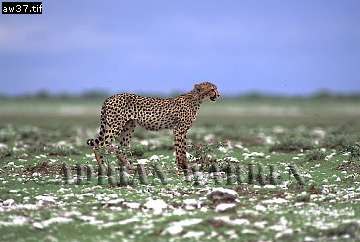 Cheetah, Acinonyx jubatus, cheetah17.jpg 
360 x 242 compressed image 
(75,815 bytes)
