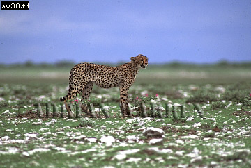 Cheetah, Acinonyx jubatus, cheetah18.jpg 
360 x 242 compressed image 
(81,119 bytes)