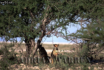 Cheetah, Acinonyx jubatus, cheetah20.jpg 
360 x 242 compressed image 
(122,012 bytes)