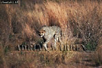Cheetah, Acinonyx jubatus, Preview of: 
cheetah01.jpg 
360 x 240 compressed image 
(115,990 bytes)