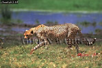 Cheetah, Acinonyx jubatus, Preview of: 
cheetah02.jpg 
360 x 244 compressed image 
(100,064 bytes)