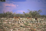Cheetah, Acinonyx jubatus, Preview of: 
cheetah04.jpg 
360 x 246 compressed image 
(92,022 bytes)