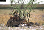 Cheetah, Acinonyx jubatus, Preview of: 
cheetah11.jpg 
360 x 245 compressed image 
(110,731 bytes)