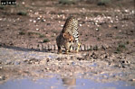 Cheetah, Acinonyx jubatus, Preview of: 
cheetah15.jpg 
360 x 240 compressed image 
(95,388 bytes)