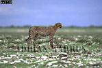 Cheetah, Acinonyx jubatus, Preview of: 
cheetah17.jpg 
360 x 242 compressed image 
(75,815 bytes)