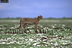 Cheetah, Acinonyx jubatus, Preview of: 
cheetah18.jpg 
360 x 242 compressed image 
(81,119 bytes)
