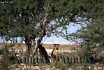 Cheetah, Acinonyx jubatus, Preview of: 
cheetah20.jpg 
360 x 242 compressed image 
(122,012 bytes)