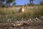 Cheetah, Acinonyx jubatus, Preview of: 
cheetah22.jpg 
360 x 243 compressed image 
(92,460 bytes)