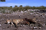 Cheetah, Acinonyx jubatus, Preview of: 
cheetah23.jpg 
360 x 244 compressed image 
(107,926 bytes)