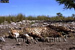 Cheetah, Acinonyx jubatus, Preview of: 
cheetah24.jpg 
360 x 243 compressed image 
(106,538 bytes)