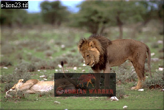 Lion, Panthera leo, lion 02.jpg 
320 x 214 compressed image 
(58,386 bytes)