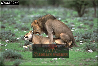 Lion, Panthera leo, lion 05.jpg 
320 x 215 compressed image 
(65,535 bytes)