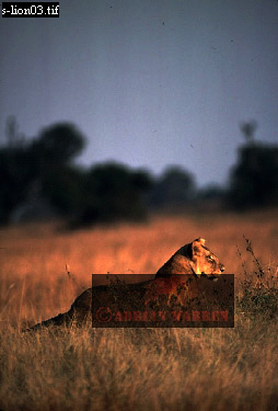 Lion, Panthera leo, lion 09.jpg 
254 x 375 compressed image 
(64,888 bytes)