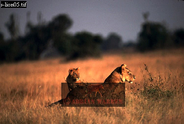 Lion, Panthera leo, lion 10.jpg 
375 x 252 compressed image 
(71,366 bytes)