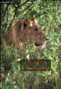 Lion, Panthera leo, lion 13.jpg 
256 x 375 compressed image 
(98,345 bytes)