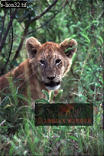 Lion, Panthera leo, lion 14.jpg 
213 x 320 compressed image 
(80,790 bytes)