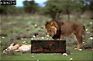Lions courtship, Panthera leo, Preview of: 
lion02.jpg 
320 x 214 compressed image 
(58,386 bytes)