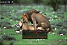 Lions courtship, Panthera leo, Preview of: 
lion05.jpg 
320 x 215 compressed image 
(65,535 bytes)