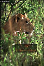 Lion, Panthera leo, Preview of: 
lion13.jpg 
256 x 375 compressed image 
(98,345 bytes)