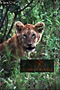 Lion, Panthera leo, Preview of: 
lion14.jpg 
213 x 320 compressed image 
(80,790 bytes)
