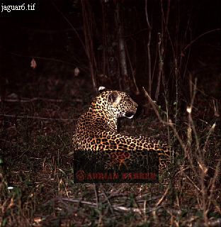 Jaguar, Panthera onca, catsOthers03.jpg 
312 x 320 compressed image 
(92,070 bytes)