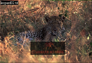 Leopard, Panthera pardus, catsOthers07.jpg 
320 x 218 compressed image 
(79,310 bytes)