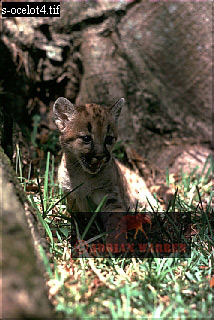 Puma Cub, Felis concolor, catsOthers11.jpg 
214 x 320 compressed image 
(76,934 bytes)
