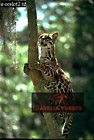 Ocelot, Felis pardalis, Preview of: 
catsOthers09.jpg 
216 x 320 compressed image 
(70,190 bytes)