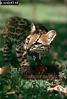 Ocelot, Felis pardalis, Preview of: 
catsOthers10.jpg 
220 x 320 compressed image 
(71,674 bytes)