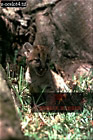 Puma, Felis concolor, Preview of: 
catsOthers11.jpg 
214 x 320 compressed image 
(76,934 bytes)