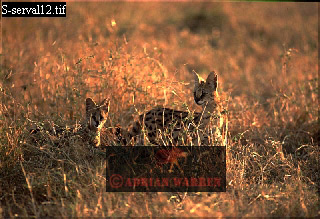 serval02.jpg 
320 x 219 compressed image 
(79,641 bytes)