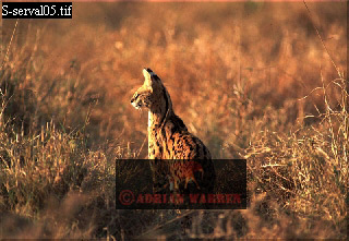 serval07.jpg 
320 x 221 compressed image 
(74,537 bytes)
