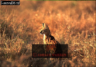 serval08.jpg 
320 x 224 compressed image 
(73,075 bytes)