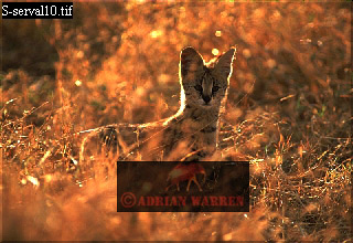 serval09.jpg 
320 x 220 compressed image 
(73,791 bytes)