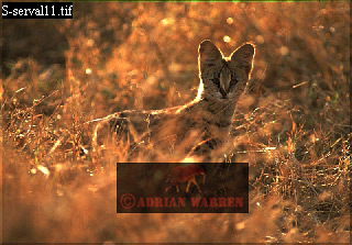 serval10.jpg 
320 x 223 compressed image 
(72,755 bytes)