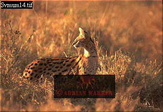 serval13.jpg 
320 x 219 compressed image 
(74,892 bytes)