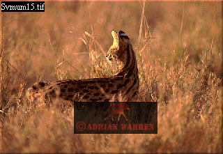 serval14.jpg 
320 x 221 compressed image 
(68,939 bytes)