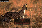 Serval, Felis serval, Preview of: 
serval01.jpg 
320 x 214 compressed image 
(75,590 bytes)
