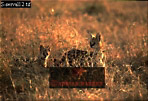 Serval, Felis serval, Preview of: 
serval02.jpg 
320 x 219 compressed image 
(79,641 bytes)