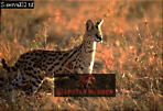 Serval, Felis serval, Preview of: 
serval03.jpg 
320 x 219 compressed image 
(77,144 bytes)