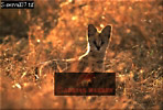 Serval Kitten, link to Still images of Servals (mother and kitten)