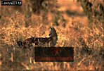 Serval, Felis serval, Preview of: 
serval05.jpg 
320 x 220 compressed image 
(73,560 bytes)