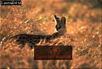 Serval, Felis serval, Preview of: 
serval06.jpg 
320 x 218 compressed image 
(70,404 bytes)