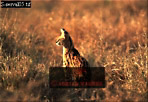 Serval, Felis serval, Preview of: 
serval07.jpg 
320 x 221 compressed image 
(74,537 bytes)